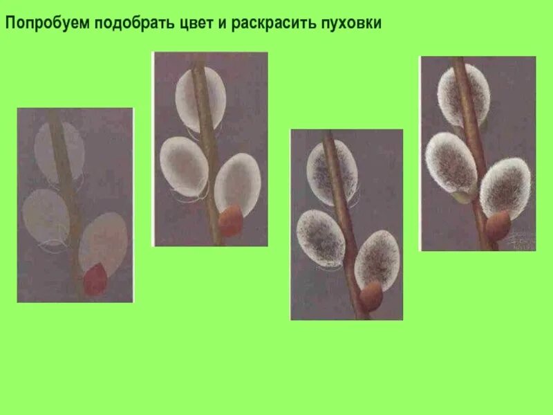 Изо веточка вербы. Рисование ветка вербы. Урок изо ветка вербы. Поэтапное рисование вербы.