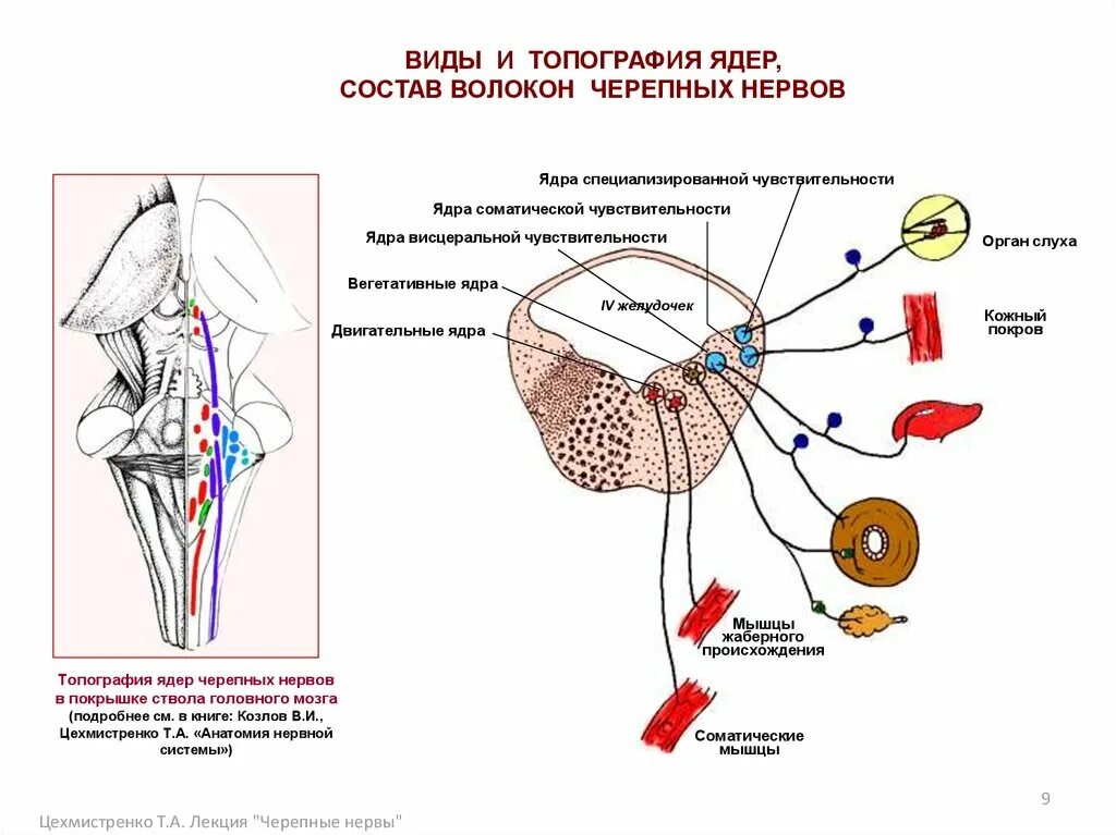 Ядра 1-4 черепных нервов. Вегетативные ядра черепных нервов. Черепные нервы ядра. Расположение двигательных ядер черепно-мозговых нервов. Какие ядра в черепных нервах