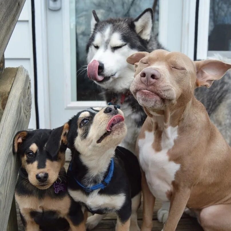 Фото питбуль и хаски вместе. Веселая собака. Много собак. Dog woof. Good dog.