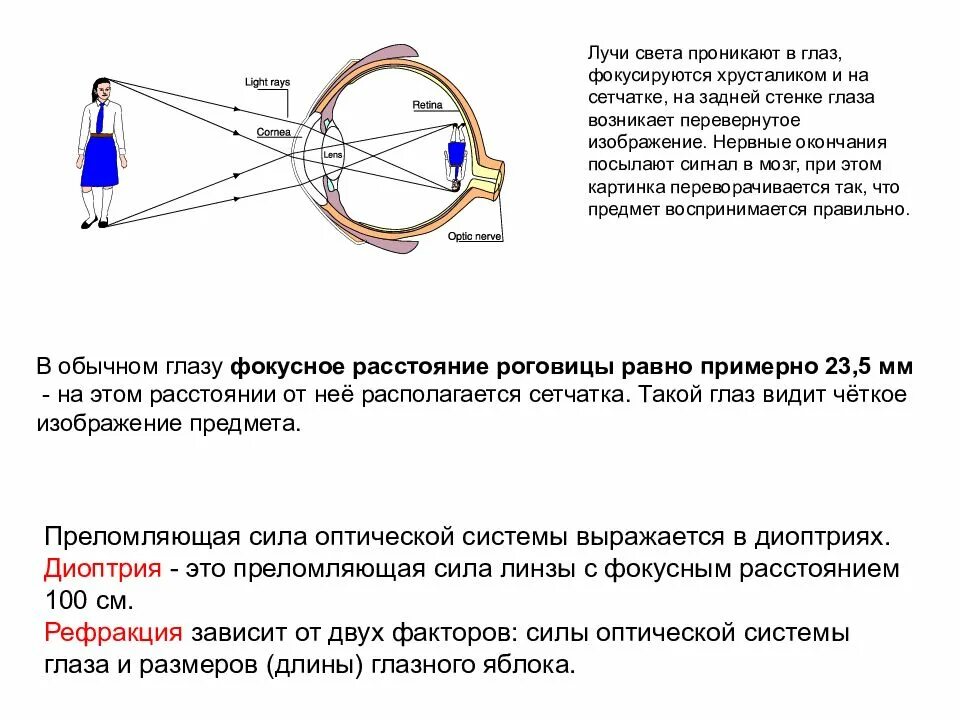 Как определить диоптрии зрения. Оптическая система глаза (светопроводящий и фокусирующий аппарат).. оптическая система глаза диоптрии. преломляющая сила оптической системы. преломляющая сила оптической системы глаза.