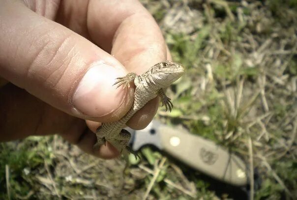 На что ловить ящериц DIY Lizard Trap YouTube