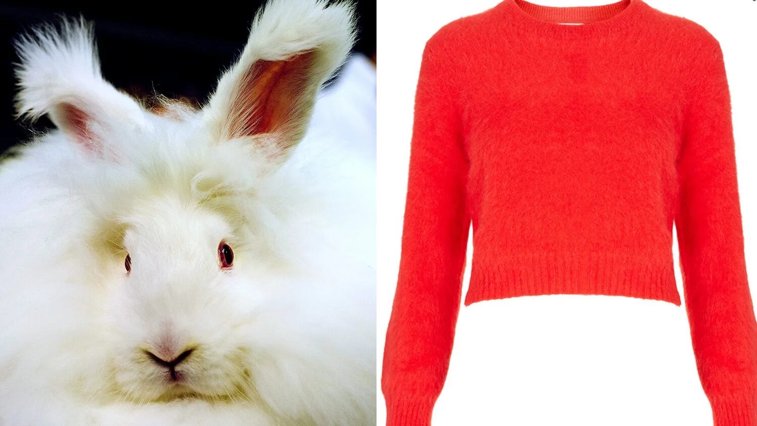 Ангора купить. Ангора раббит свитера. Ангора рабит 2002. Одежда из ангорского кролика. Изделия из ангорского кролика.