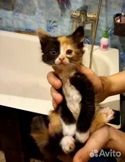 Авито ярославль котята в добрые
