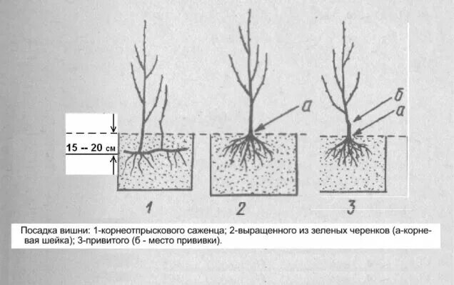 Можно ли сажать вишню с черешней. Посадка черешни весной саженцами. Корневая шейка у войлочной вишни. Корневая шейка у черешни. Правильная посадка вишни весной.