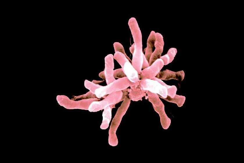 Бактерии выделяют метан. Rhodopseudomonas palustris. Rhodopseudomonas viridis. Бактерии питаются электричеством. Rhodopseudomonas faecalis.