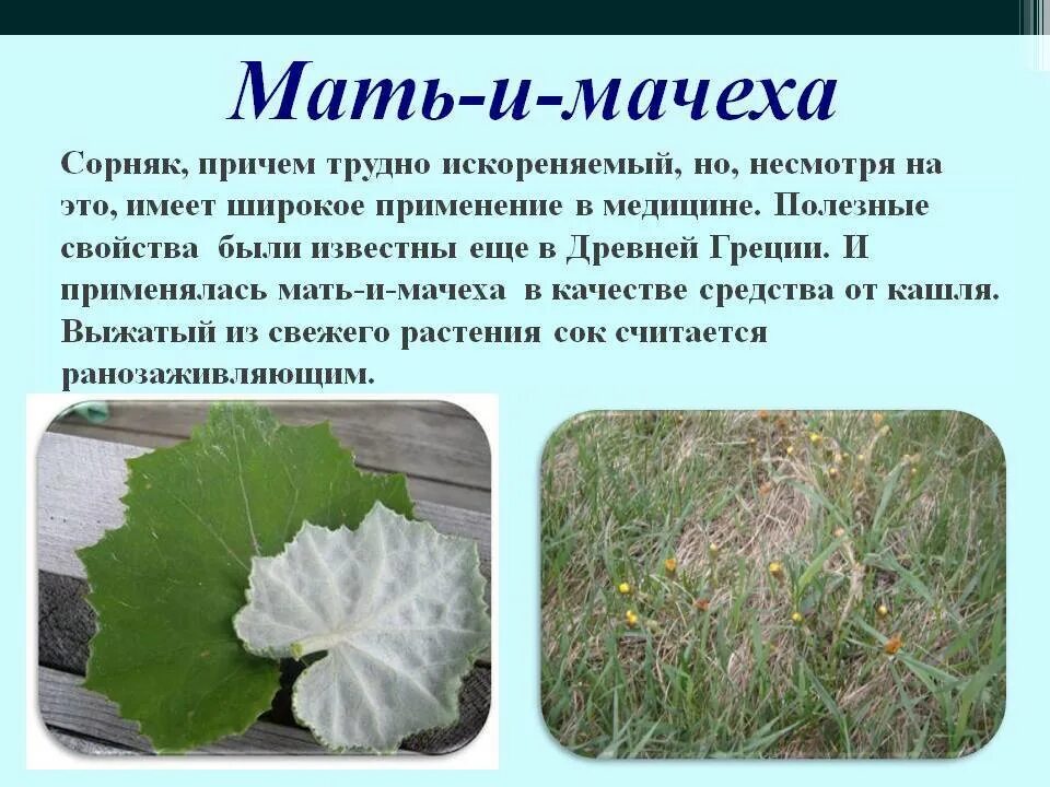 Мачеху несколько раз перевод