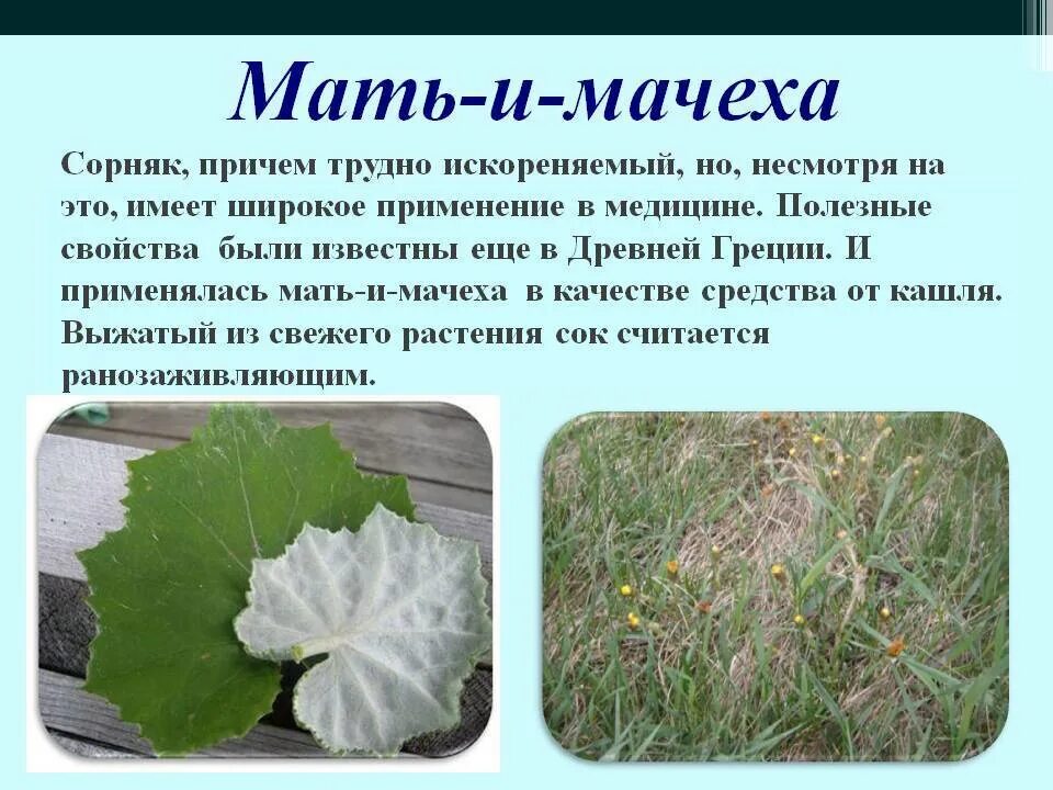 Цветки мать и мачехи польза. Мать и мачеха целебные свойства растения. Целебные свойства мать и мачехи. Лист мать и мачеха лекарственное растение. Листья мать-и-мачехи заготавливают.