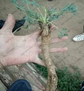 Сапожок корень