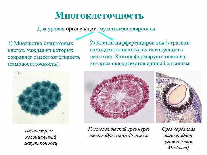 Два уровня клеточной организации