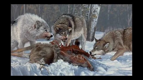 Песни кучина про волка