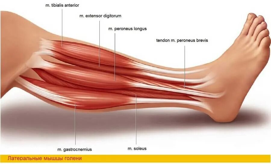 Почему болят сухожилия на ногах. Короткая малоберцовая мышца анатомия. Длинная малоберцовая сухожилия стопы. Сухожилие малоберцовой мышцы анатомия. Тендинит малоберцовой мышцы.