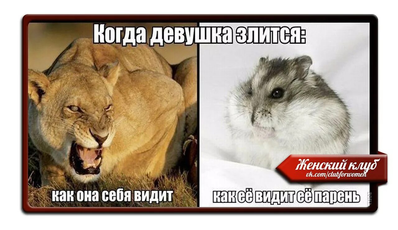 Я видел как она вышла. Как выглядят девушки когда зоятьчя. мемы когда девушка злится\. когда она злится.