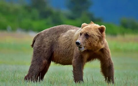 Only bear