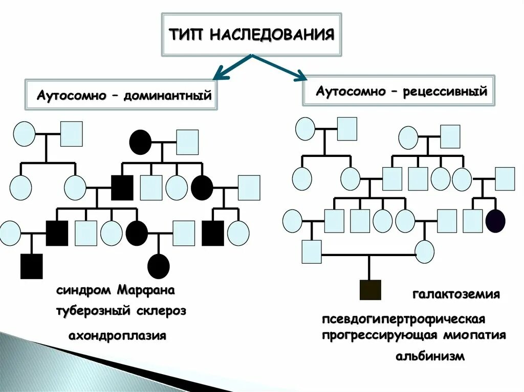 Аутосомно-рецессивное наследование схема. Родословная с аутосомно-рецессивным типом наследования. Аутосомно-доминантный Тип наследования таблица. Аутосомно-доминантный и аутосомно-рецессивный типы.