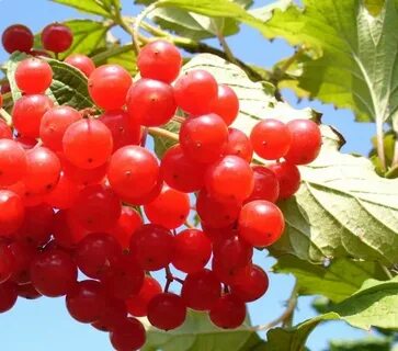 Калина ягоды противопоказания
