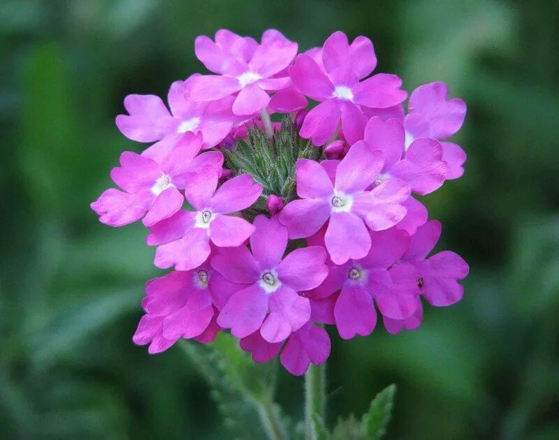 Вербена. Вербена цветок. Вербена officinalis. Вербена цветок, Вербена. Вербена картинки