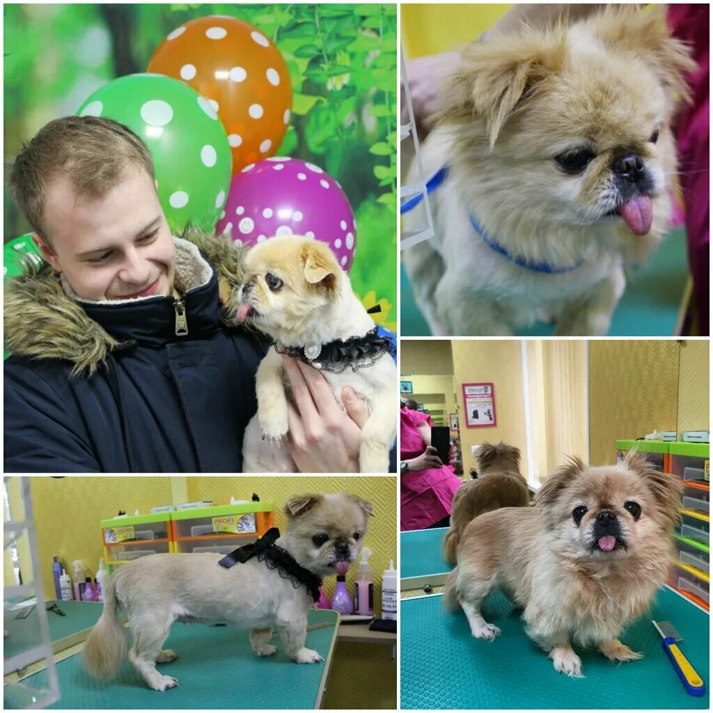 Виктори сикреты 6 коплекта. Коготки зоосалон. Зоосалон зоопространство. Зоосалон в фиолетовом цвете. Груминг собак москва арчибальд.