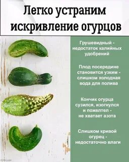 Причина мягких огурцов