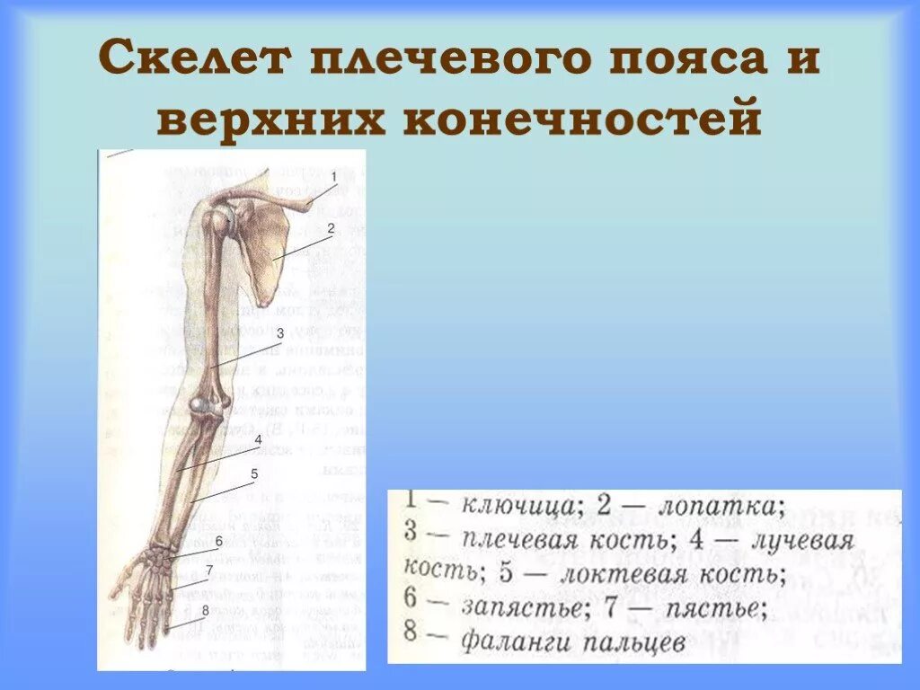 Кости скелета плечевого пояса. Скелет плечевого пояса и свободной верхней конечности. Плечевой пояс и скелет верхних конечностей. Скелет верхней конечности кости плечевого пояса. 7 скелет конечностей