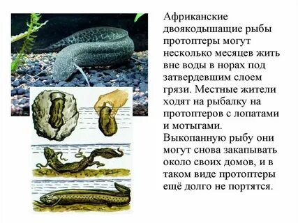 Особенности двоякодышащих рыб