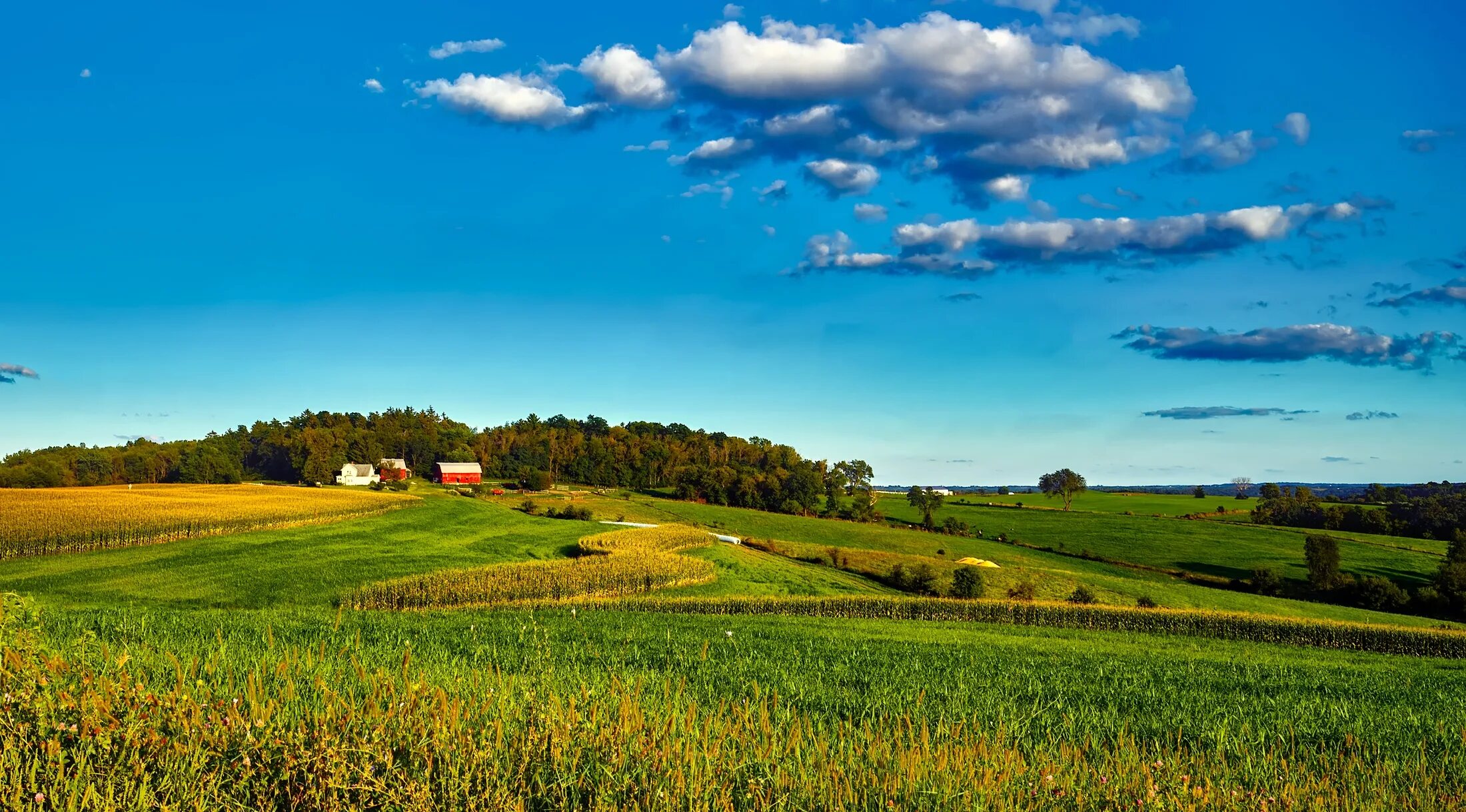 Холмы перелески луга. Поле равнина Белоруссия. Штат Вермонт пейзажи поля. Поле деревня.