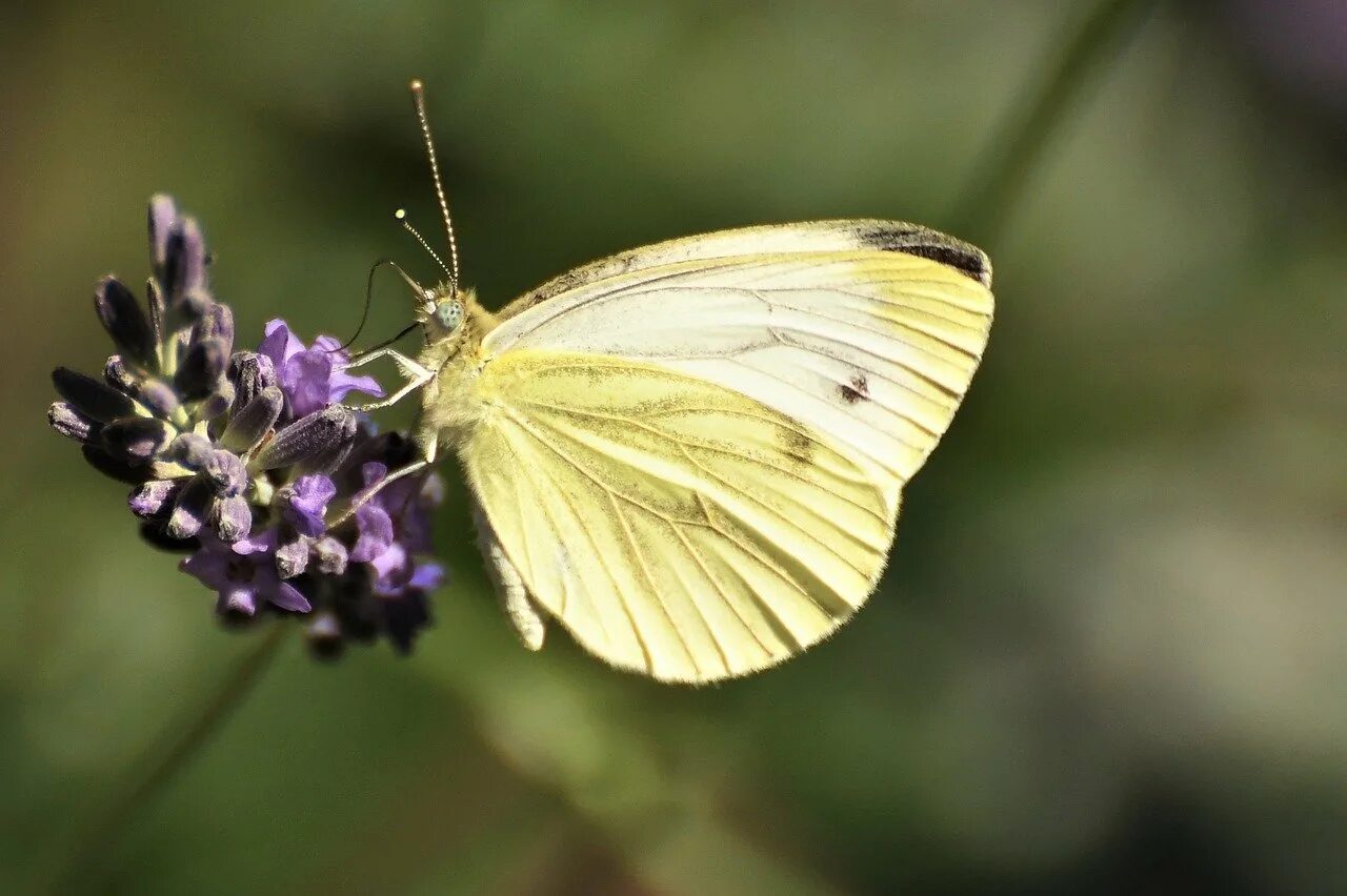 Бабочка капустница. Pieris brassicae. Капустница Белянка. Бабочка Белянка капустница. Бабочка капустная белянка имеет