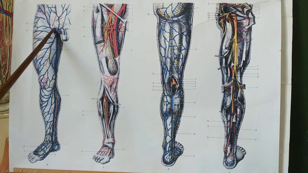 Анатомия вен ноги. Большая подкожная Вена ноги анатомия. Бедренная Вена анатомия. Подкожные вены голени анатомия.