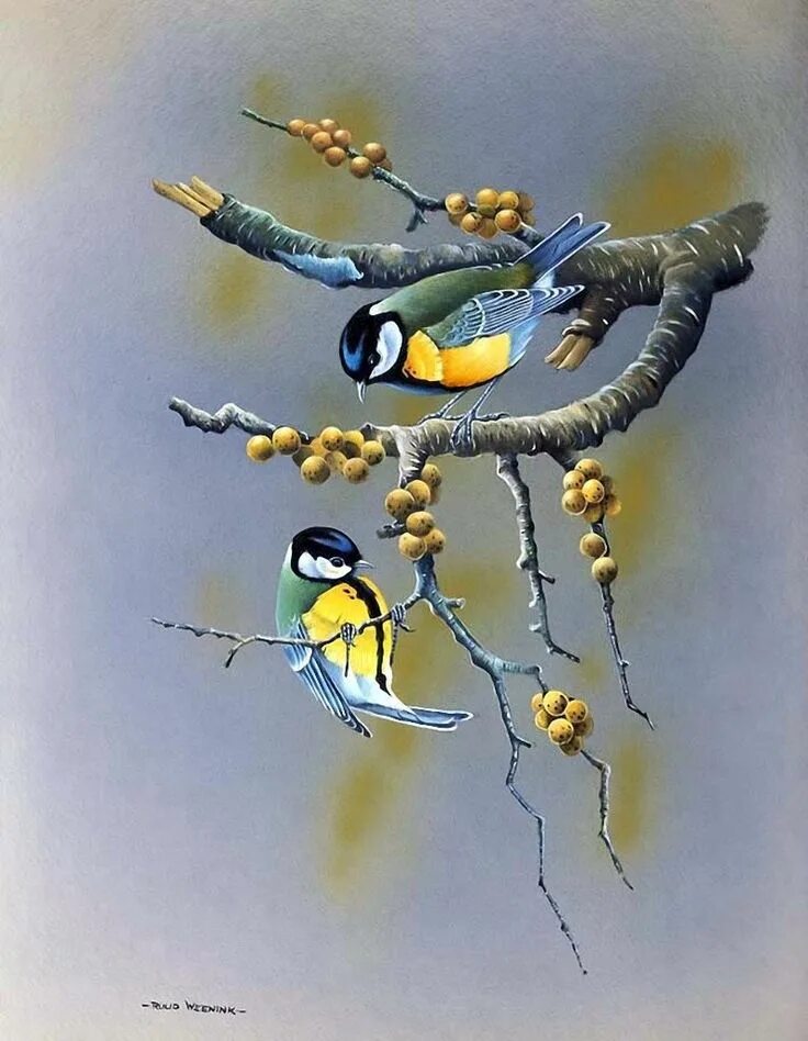 Vk birds. Художник Ruud Weenink. Художник Даррел Буш синицы. Картины художника Jan Weenink. Птицы на картинах художника Jan Weenink.