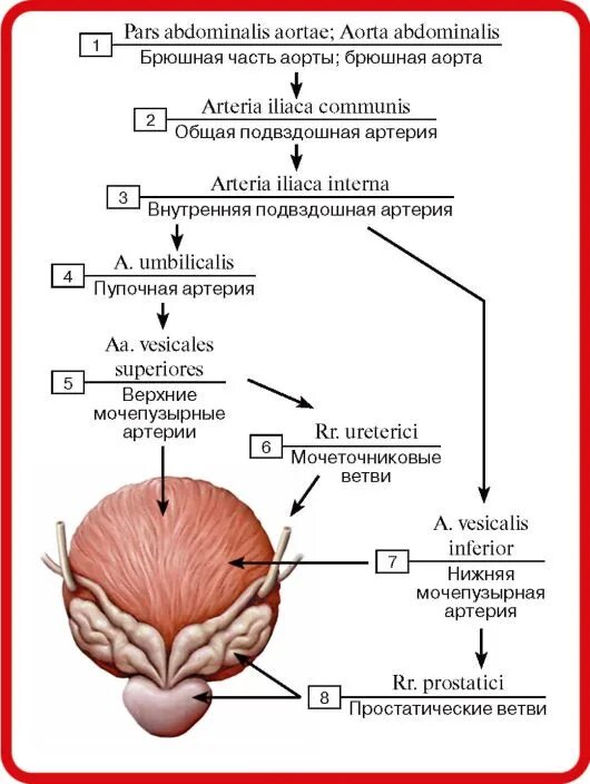 Схема кровообращения предстательной железы. Кровоснабжение мочевого пузыря анатомия. Иннервация мочевого пузыря анатомия. Кровоснабжение мочевого пузыря схема. Уретра предстательной железы