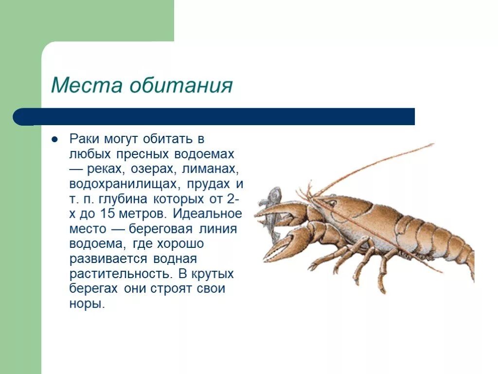 Жил был рак. Обитания ракообразных. Рачки водоемов. Место обитания ракообразных. Ракообразные пресных водоемов.
