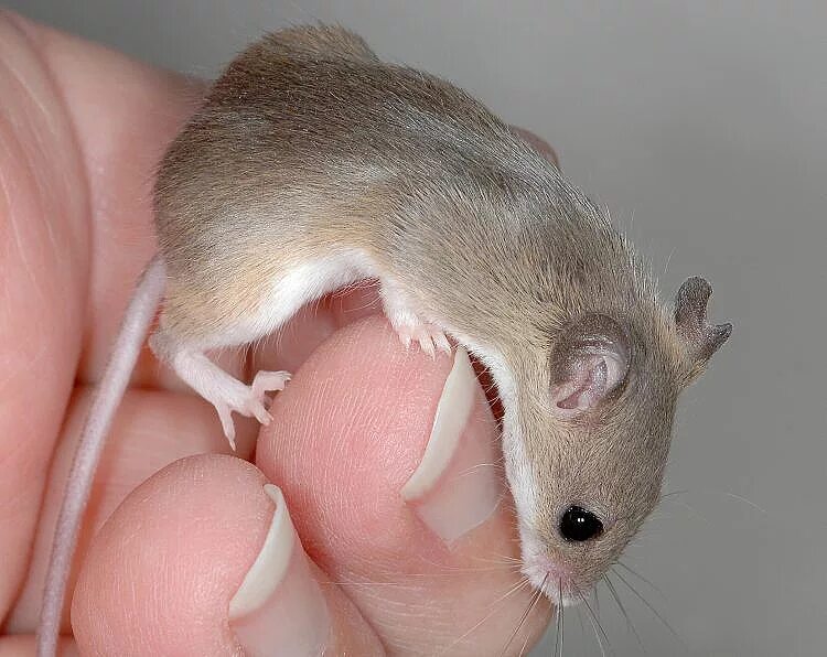 Карликовая мышь. Mus minutoides. африканская карликовая мышь. african pygmy mouse. японская карликовая мышь.
