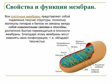 Функцию каких мышц выполняет резиновая мембрана