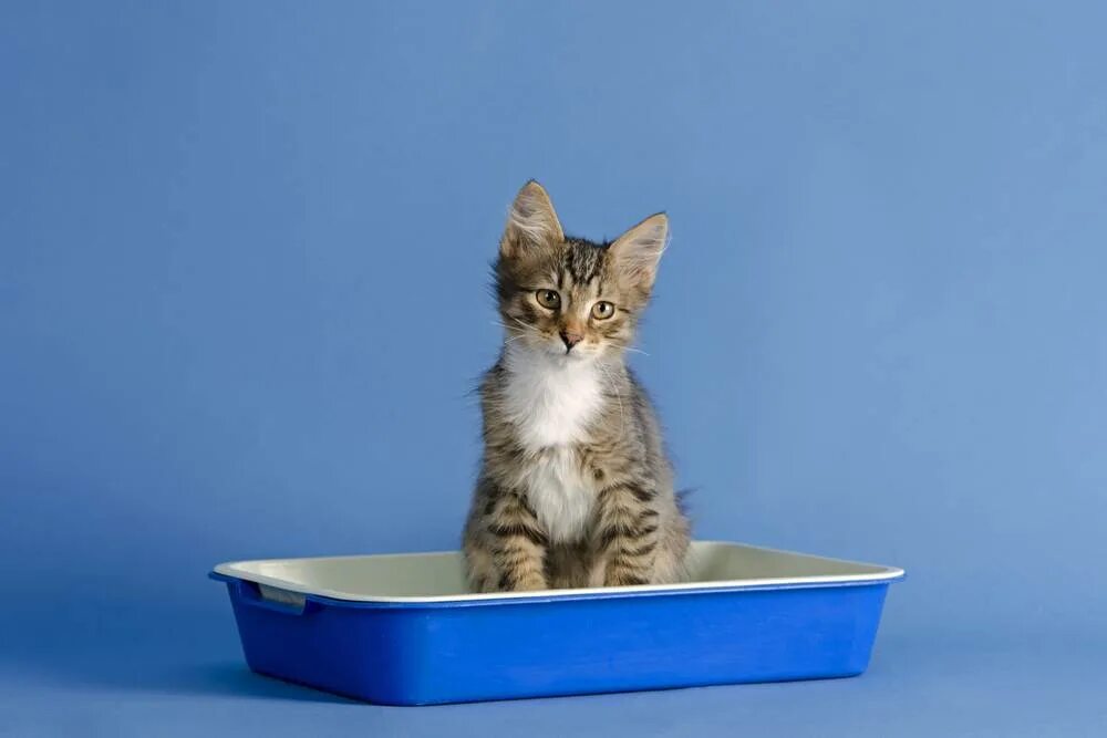 Котенок мяукает туалет. Лоток для кошек. Кот в лотке. Кошачий лоток с котом. Кошачий туалет для котят.