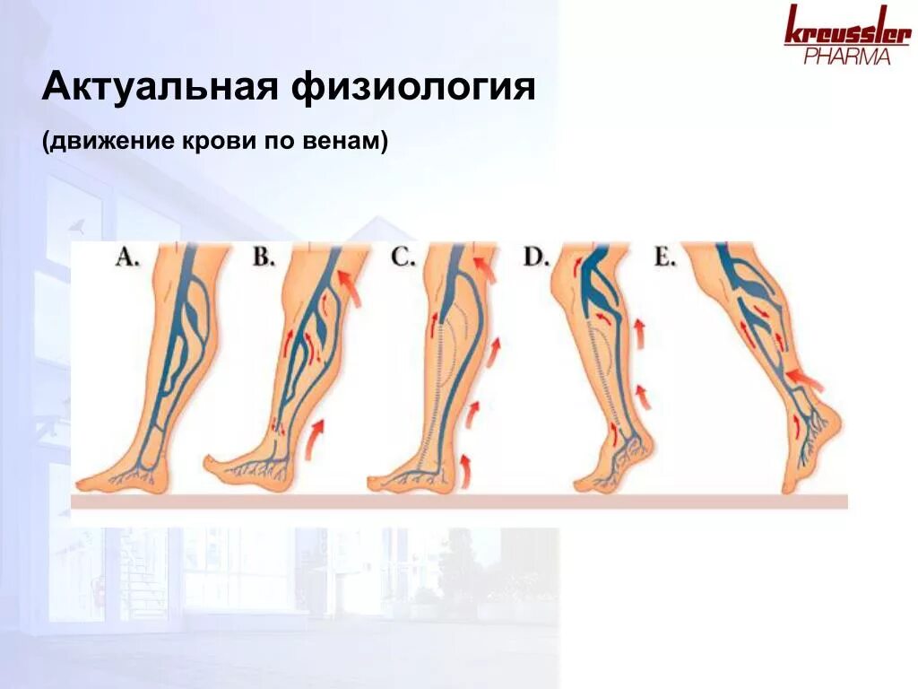 Направление движения крови в ногах. Направление движения крови по венам. Направление движения крови по венам ног.