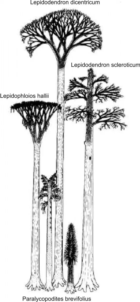 Вымершие плауновидные. Плаун лепидодендрон. Стигмарии у лепидодендрон. Сигиллярии вымершие древовидные. Лепидодендроны каменноугольного периода.
