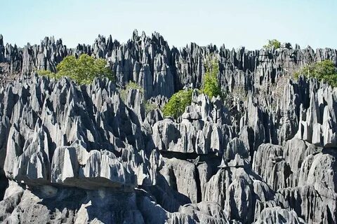 Каменный лес