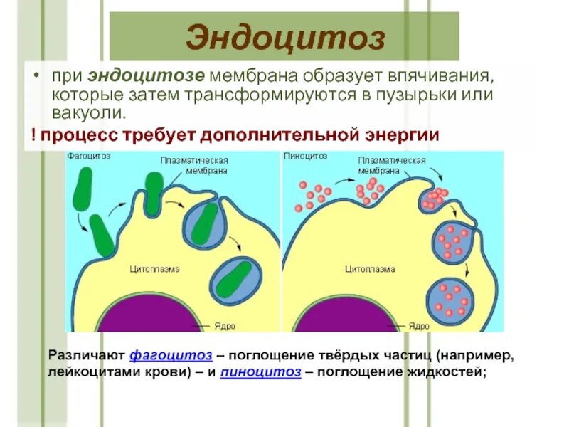 Г эндоцитоз. Эндоцитоз фагоцитоз пиноцитоз. Фагоцитоз и пиноцитоз. Пиноцитоз поглощение клеткой. Бактерии фагоцитоз и пиноцитоз.