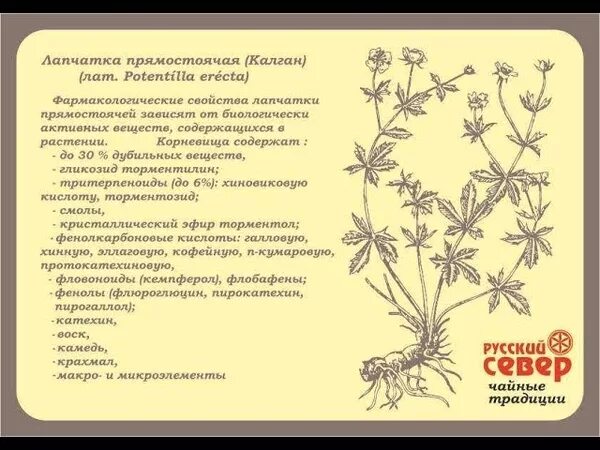 Корень калгана инструкция по применению