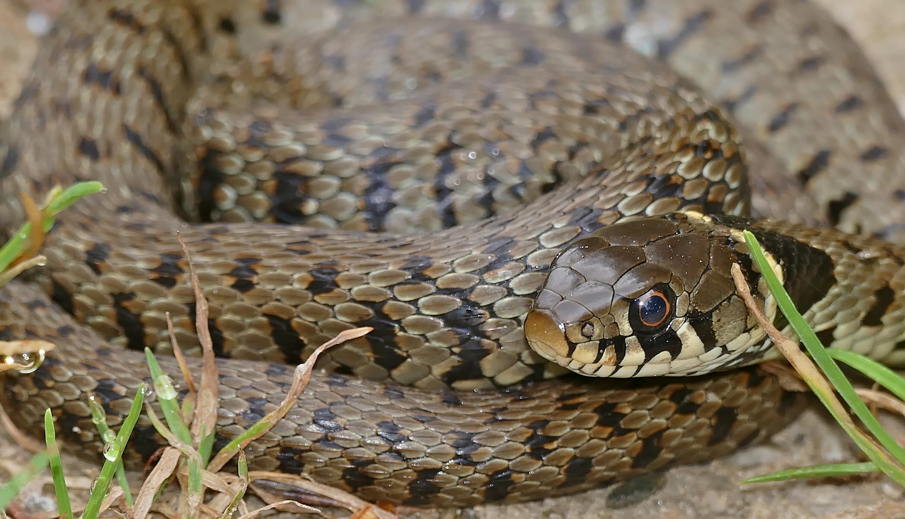 7 уж. Обыкновенный уж (natrix natrix l. Змея уж обыкновенный. Уж обыкновенный - змея неядовитая. Обыкновенный уж natrix natrix.