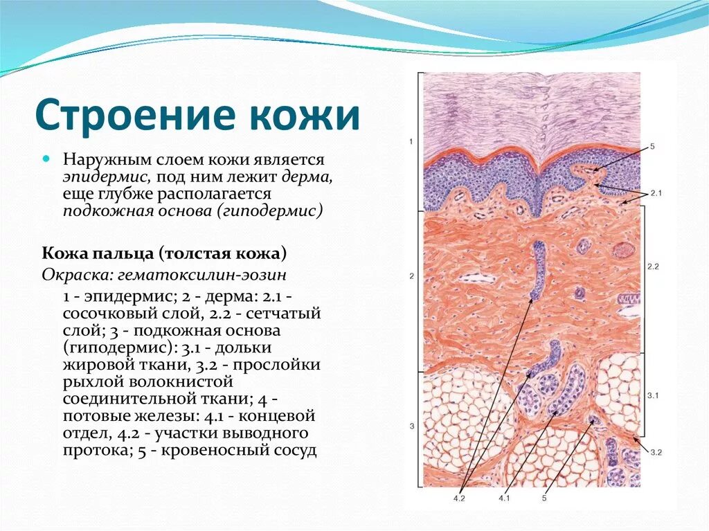 Строение и функции производных кожи. Строение эпидермиса кожи гистология. Кожа и ее производные анатомия. Строение кожи гистология слои. Строение толстой кожи гистология.