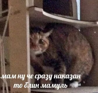 Кот мем 2023