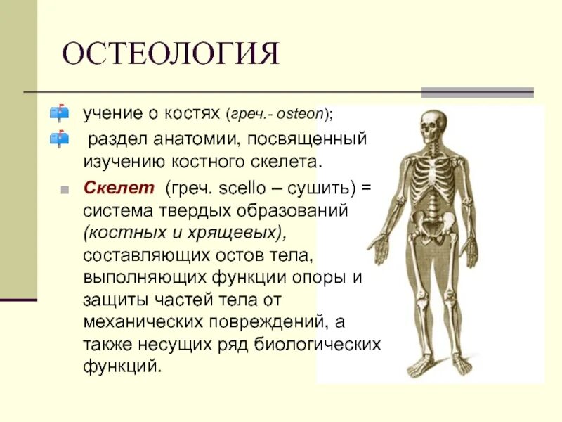 Человек латинское название. Система скелета Остеология\. Анатомия человека скелет человека кости. Анатомия Остеология кости. Факты о скелете человека.