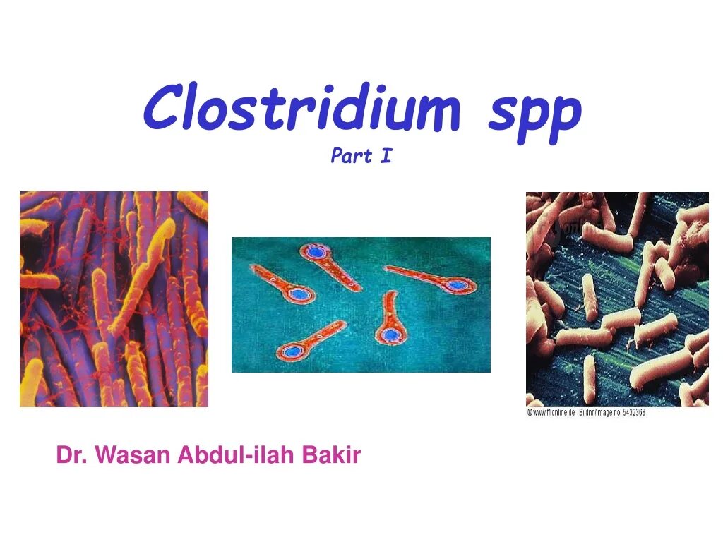 Clostridium spp. Clostridium сапрофиты. Клостридиум тетани по Граму. Clostridium cellulosolvens.