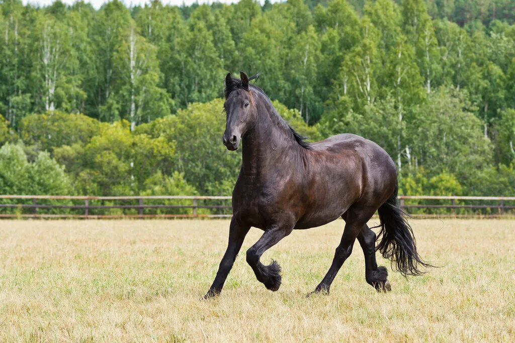 караковый конь. выездка соревнования. лошадиные голоса. кобыла. кобыла 6.