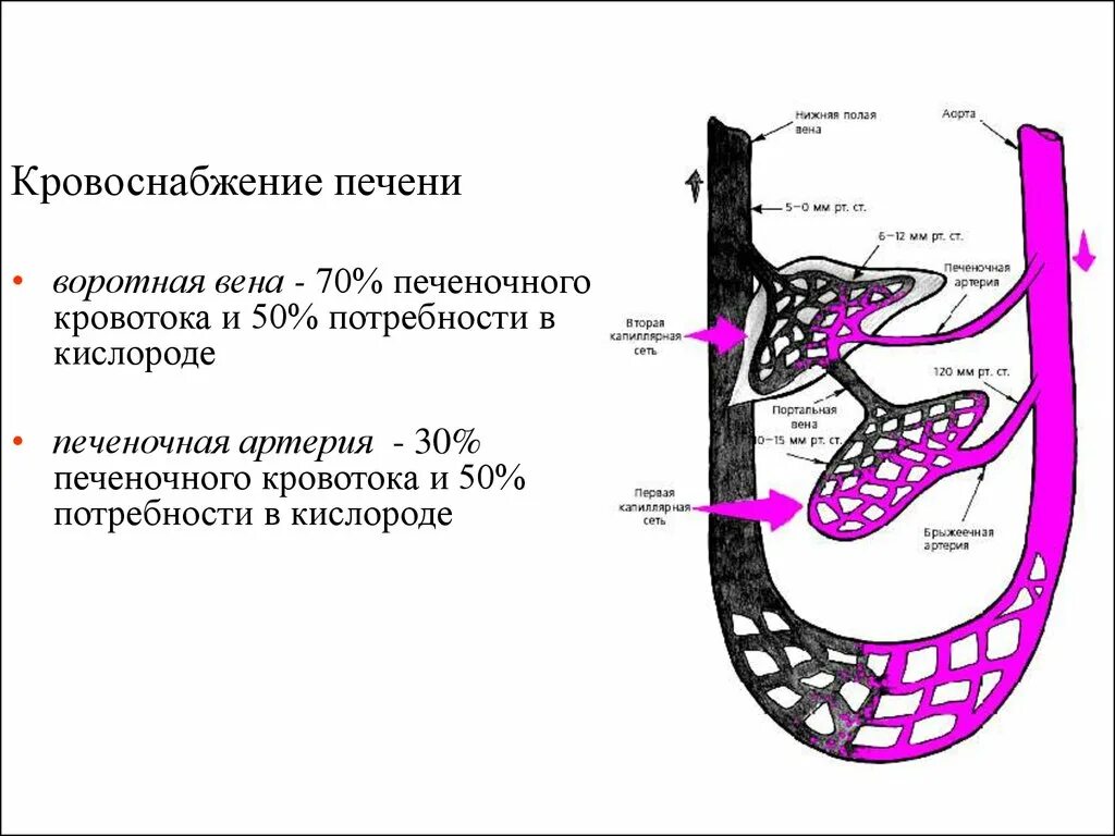 Кровообращение воротной вены. Кровоснабжение печени воротная Вена. Венозный кровоток печеночная Вена. Воротная гемодинамика. Кровоснабжение печени схема.