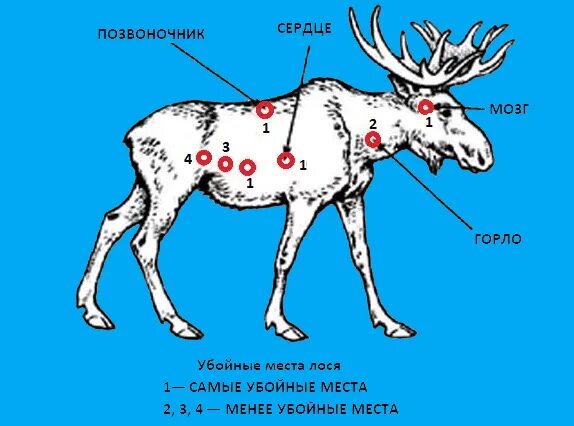 Какая часть лося. Убойные места лося. Куда стрелять лося. Убойные места лося и кабана.