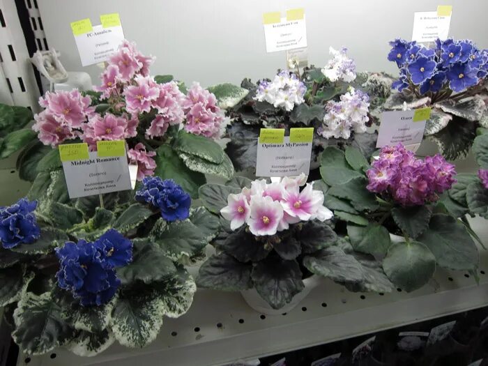 фиалки форум. дом фиалки на пятницкой выставка. фиалки ногинск. фиалки форум. фиалочка форум.