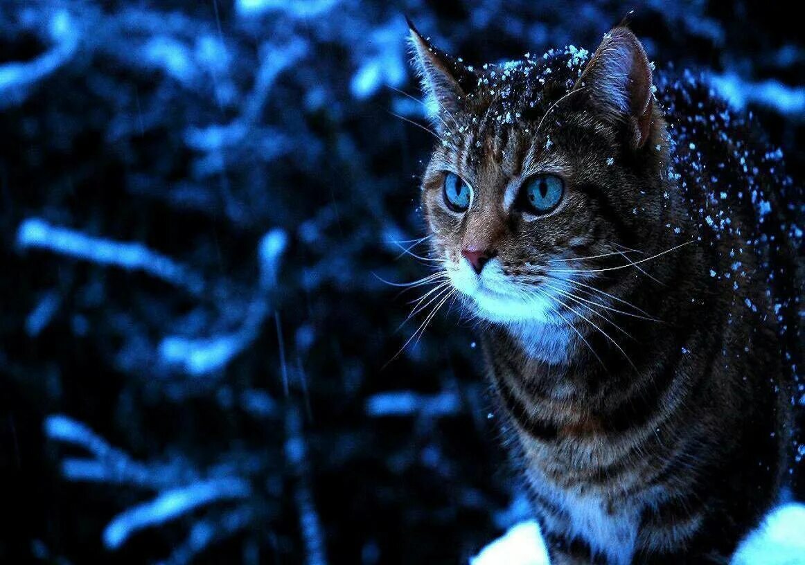 Котэ и синий. Кот зимой. Снежный кот. Кот в ночном зимнем лесу. Кошка на синем фоне.