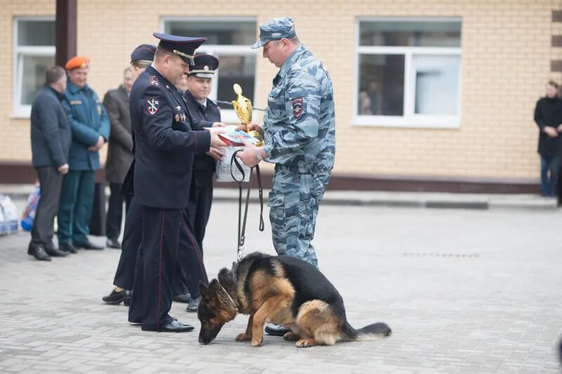 Черноземье кинологический воронеж. Центр к кинологический клуб. Схи кинология воронеж. Воронежский кинологический колледж. Кинологический центр для собак.