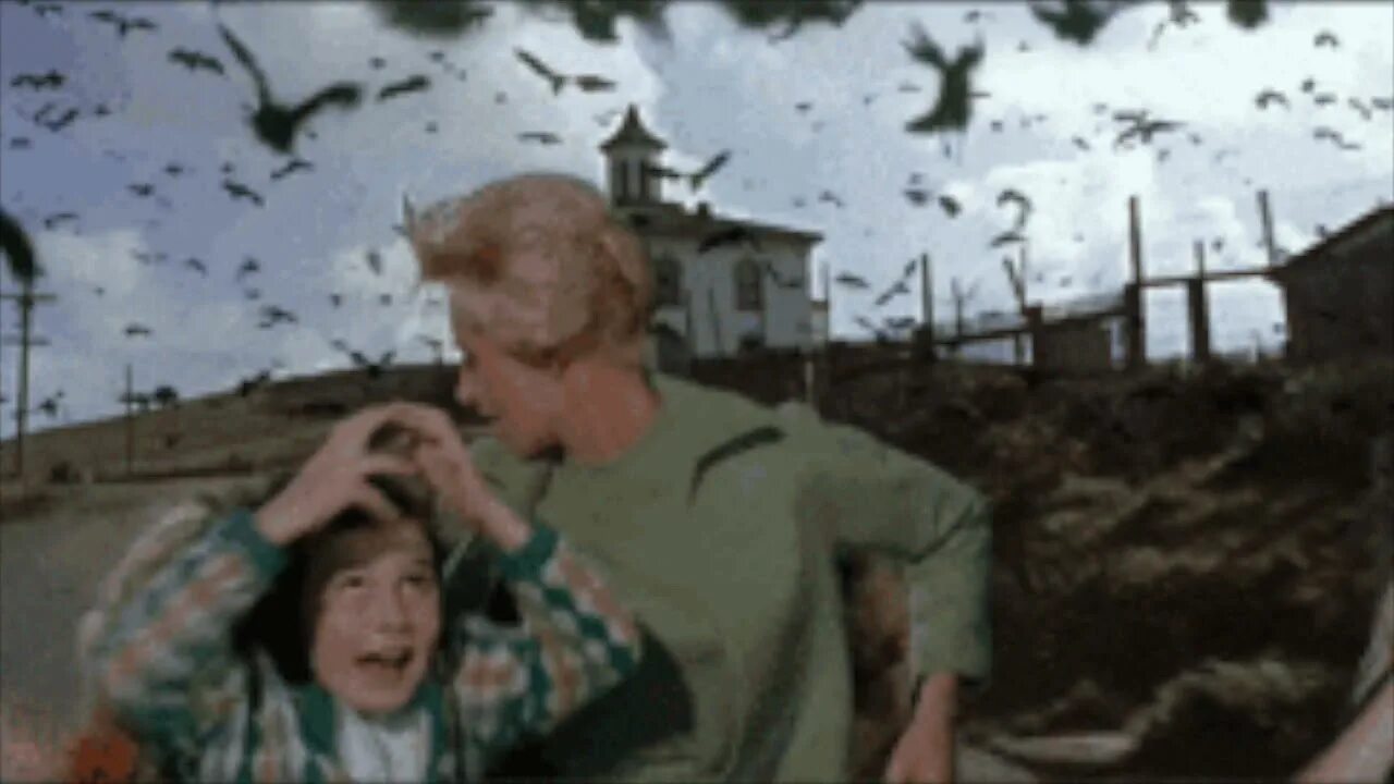 The birds part 1